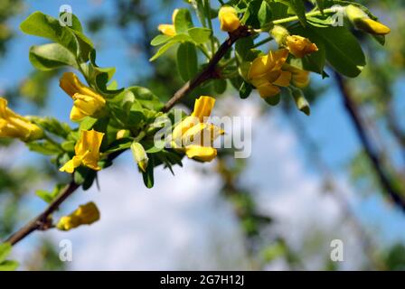 Caragana arborescens (sibirischer Pfirsichbaum, sibirischer Erbsenbaum, caragana) blühen auf blauem Himmel Hintergrund, Nahaufnahme Zweig mit Blumen Detail Stockfoto