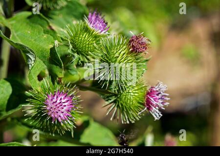 Größere Klettenblüten oder essbare Klettenblüten (Arctium lappa) Stockfoto