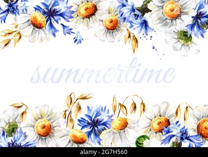 Sommerkamillen, Kornblumen und Weizenohren umrandet. Handgezeichnete Aquarelldarstellung isoliert auf weißem Hintergrund Stockfoto