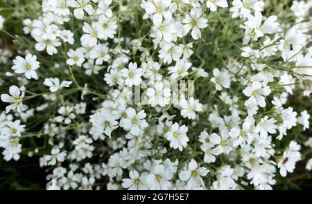 An sonnigen Sommertagen blühten im Blumenbeet weiße Blumen. Philadelphus coronarius oder süßes Mock-Orange. Hintergrund von weißen Blumen. Hochwertige Fotos Stockfoto