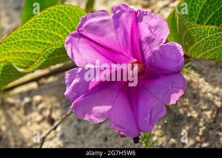 Beach Morning Glory (Ipomoea pes-caprae) Stockfoto