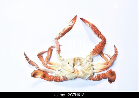Gedämpfte Blume Krabben Schale auf weißem Hintergrund Stockfoto