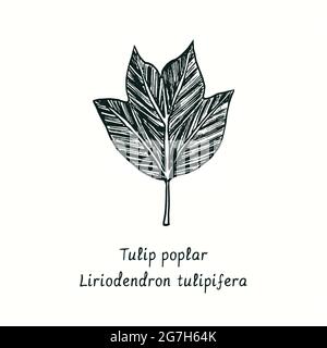 Tulpenpappel (Liriodendron tulipifera) Blatt. Tusche schwarz-weiße Doodle Zeichnung im Holzschnitt-Stil. Stockfoto