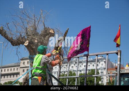 Madrid, Spanien. Juli 2021. Die Bauern schnitten Olivenbäume aus Protest, um eine lebensfähige Zukunft für das Land zu fordern. (Foto von Fer Capdepon Arroyo/Pacific Press) Quelle: Pacific Press Media Production Corp./Alamy Live News Stockfoto