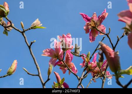 Nahaufnahme Magnolia Daybreak Tree With Flowers In Amsterdam, Niederlande 7-4-2020 Stockfoto