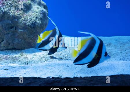 Pterophyllum scalare, schwarze und weiße Streifen und gelbe Flossen. Am häufigsten als Angelfisch, Süßwasserangelfisch oder Angel-Koi bezeichnet Stockfoto