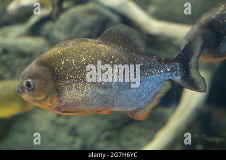 Piranha-Fische aus nächster Nähe im Aquarium. Pygocentrus nattereri. Stockfoto