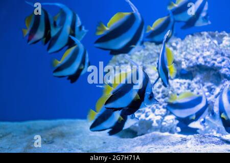 Pterophyllum scalare, schwarze und weiße Streifen und gelbe Flossen. Am häufigsten als Angelfisch, Süßwasserangelfisch oder Angel-Koi bezeichnet Stockfoto