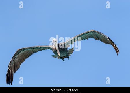 Brauner Pelikan (Pelecanus occidentalis), der gegen den blauen Himmel fliegt und nach Fischen schaut, Bonaire, niederländische Karibik. Stockfoto