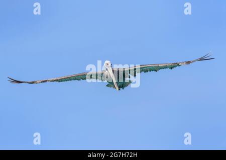 Brauner Pelikan (Pelecanus occidentalis), der gegen den blauen Himmel fliegt und nach Fischen schaut, Bonaire, niederländische Karibik. Stockfoto