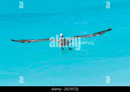 Brauner Pelikan (Pelecanus occidentalis), der aus tropisch gefärbtem Wasser abzieht, Bonaire, niederländische Karibik. Stockfoto