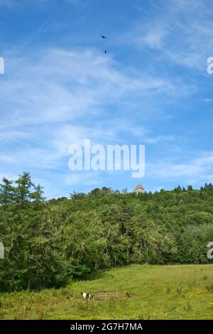 Bussarde kreisen über Fatlips Castle, einem Wahrzeichen der schottischen Grenzen, das auf den Minto Crags thront. Stockfoto