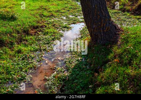 Bachgras und Baumstamm . Grünes Gras nach dem Regen. Hochwasser im Wald Stockfoto