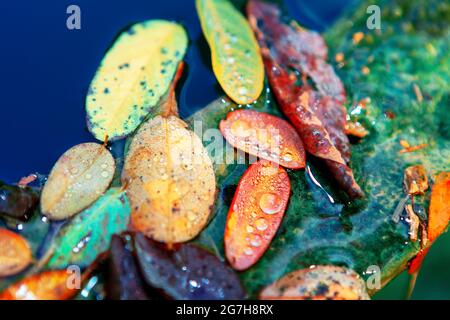 Herbst Blätter im Wasser . Regnerische Herbstsaison Stockfoto