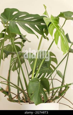 Ungepflegt, nicht sehr gut gepflegt in der Schweizer Käserei (Monstera deliciosa) Stockfoto