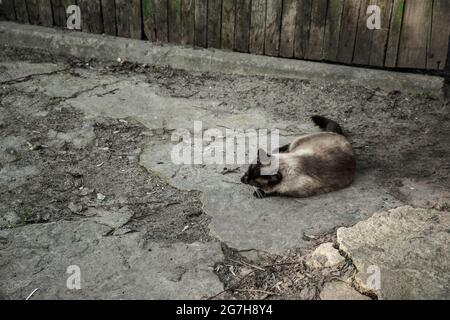 Siamkatze auf der Straße im Dorf. Alter Tramper Stockfoto
