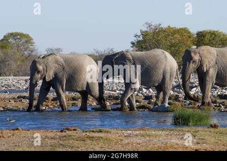 Afrikanische Buschelefanten (Loxodonta africana), wanderende männliche und weibliche Elefanten trinken an einem Wasserloch, Etosha Nationalpark, Namibia, Afrika Stockfoto