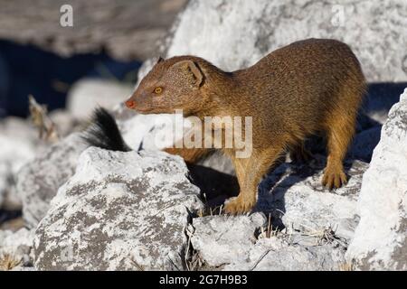 Gelbe Mungo (Cynictis penicillata), auf Felsen stehend, in der Abendsonne auf der Aussichtsplattform, Etosha Nationalpark, Namibia, Afrika Stockfoto