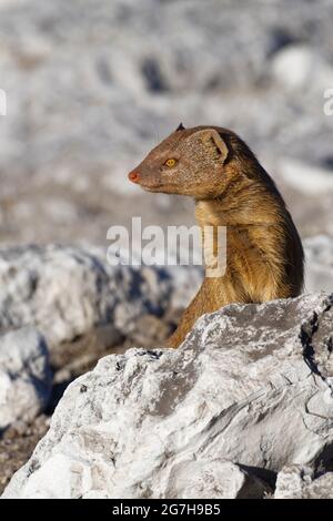 Gelbe Mungo (Cynictis penicillata), auf Felsen stehend, in der Abendsonne auf der Aussichtsplattform, Etosha Nationalpark, Namibia, Afrika Stockfoto