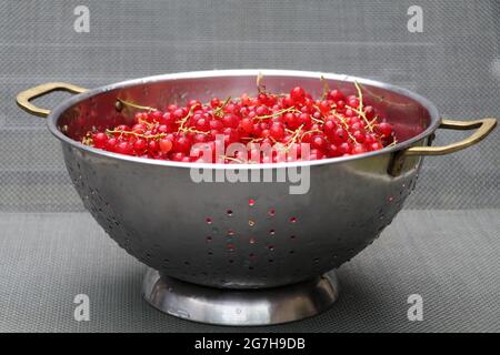 Frisch gepflückte rote Johannisbeeren in einem Vintage-Sieb Stockfoto