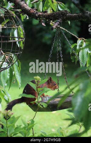 Rotes Eichhörnchen sitzt auf einem Futterhäuschen in einem üppigen grünen Garten Stockfoto