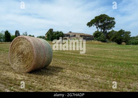 Strohstapel - Heuballen, gerollt in Stapel nach der Ernte von Weizenohren, landwirtschaftliches Feld mit gesammelten Pflanzen ländlichen. Balearen Stockfoto