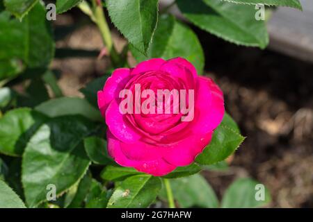 "Heidi Klum" Floribunda Rose, Floribundaros (Rosa) Stockfoto