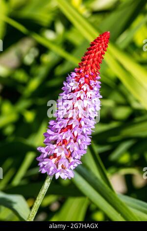 Durchstechflasche des Hyacintviva, Primel (Primula vialii) Stockfoto