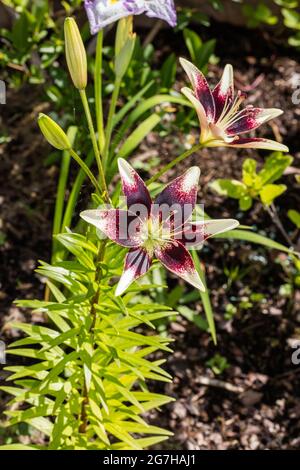 'Tango Cappuccino' Asiatische Lilie, Asiatisk lilja (Lilium asiatica) Stockfoto