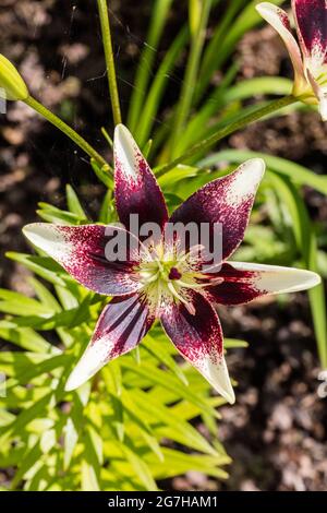 'Tango Cappuccino' Asiatische Lilie, Asiatisk lilja (Lilium asiatica) Stockfoto