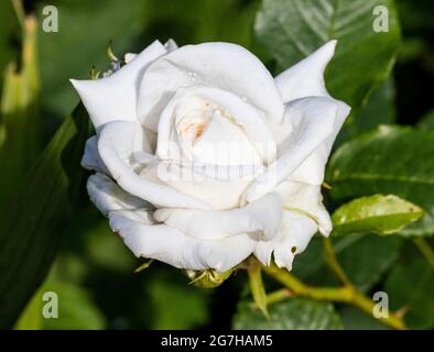 Annapurna-Hybridrose, Teebrosen (Rosa) Stockfoto