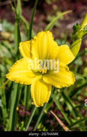 'Green Flutter' Daylily, Daglilja (Hemerocallis) Stockfoto