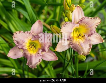 "Rauch-Signal' Daylily, Daglilja (Hemerocallis) Stockfoto