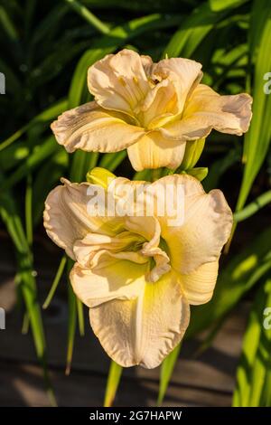 'Jean Swann' Daylily, Daglilja (Hemerocallis) Stockfoto