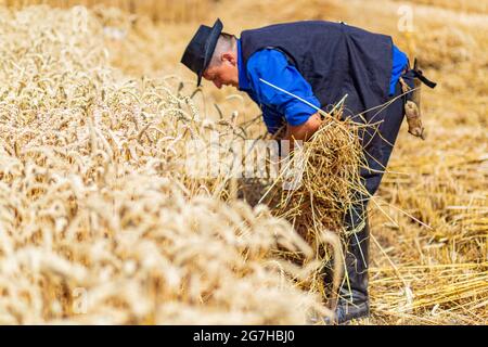 Ernte auf traditionelle Weise im ländlichen Ostungarn Stockfoto