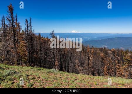 Mount Rainier betrachtete Bäume, die 2012 durch das Tafelbergfeuer im Okanogan-Wenatchee National Forest, Washington State, USA, getötet wurden Stockfoto