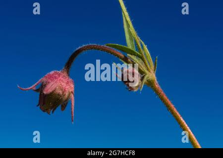 Prim Smoke, Geum triflorum, blüht am Tafelberg, Okanogan-Wenatchee National Forest, Washington State, USA Stockfoto