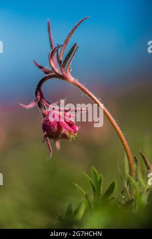 Prim Smoke, Geum triflorum, blüht am Tafelberg, Okanogan-Wenatchee National Forest, Washington State, USA Stockfoto