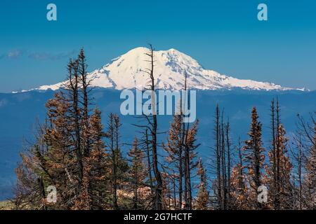 Mount Rainier betrachtete Bäume, die 2012 durch das Tafelbergfeuer im Okanogan-Wenatchee National Forest, Washington State, USA, getötet wurden Stockfoto