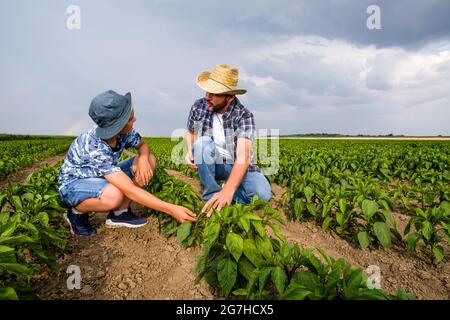 Vater lehrt seinen Sohn über den Anbau von Chilli. Chiliplantage erfolgreich gesät. Landwirte in landwirtschaftlichen Feldern. Stockfoto