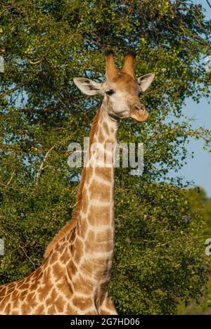 Jiraffa, Giraffa camelopardalis, in afrikanischer Umgebung in Savannah, Kruger National Park, Südafrika. Stockfoto