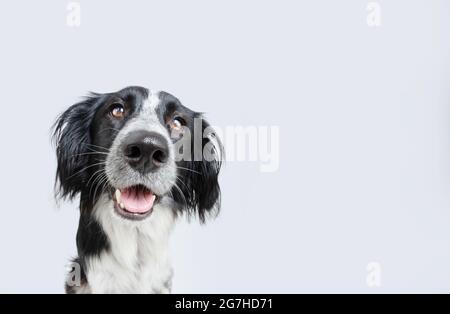 Portrait glücklich lächelnd Welpe Hund isoliert auf grauem Hintergrund Stockfoto