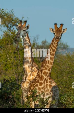 Jiraffa, Giraffa camelopardalis, in afrikanischer Umgebung in Savannah, Kruger National Park, Südafrika. Stockfoto