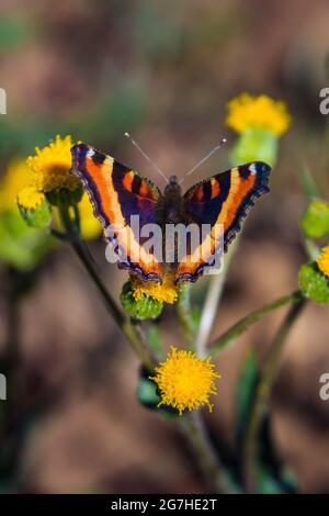 Milbert's Tortoiseshell, Aglais milberti, Schmetterlingsfütterung auf Parry's Arnica am Tafelberg, Okanogan-Wenatchee National Forest, Washington State, Stockfoto