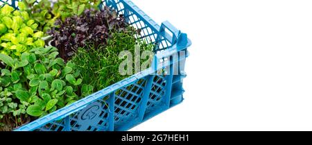 Gemischtes Grün in wachsenden Tabletts in einer Box auf weißem Hintergrund. Zwiebel-, Basilikum- und Rettichmikrünen, Microgreens-Lieferung Stockfoto