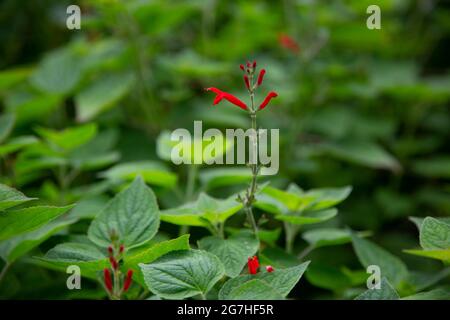 Der scharlachrote Salbei „Salvia coccinea“, auch bekannt als Lady in Red, im Chelsea Physic Garden in London, Großbritannien. Der Chelsea Physic Garden ist einer der alten Gärten Stockfoto