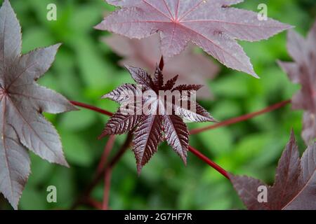 Ricinus communis (Var. Neuseeland Purple) die Rizinusbohne oder Rizinusöl-Pflanze, ist eine Art von mehrjährigen blühenden Pflanze in der Familie der Spurgen, der Familie des Efors Stockfoto