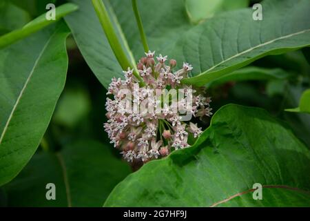 Asclepias syriaca, gemeinhin als gemeine Milchkrautpflanze, Schmetterlingsblume, Seidenrautkraut, seidige Schwalbenwürze und Virginia-Seidenrautkraut bezeichnet, Ist eine Art der Blüte p Stockfoto