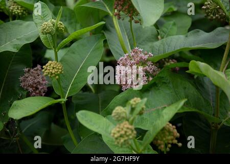 Asclepias syriaca, gemeinhin als gemeine Milchkrautpflanze, Schmetterlingsblume, Seidenrautkraut, seidige Schwalbenwürze und Virginia-Seidenrautkraut bezeichnet, Ist eine Art der Blüte p Stockfoto