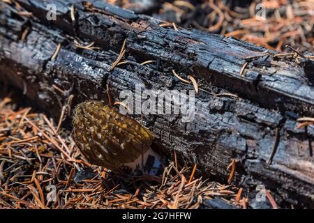 Ein Jahr nach dem Tafelbergfeuer 2012, Tafelberg, Okanogan-Wenatchee National Forest, Washington, pflücken brennende Morchella-Pilze, Morchella sp Stockfoto